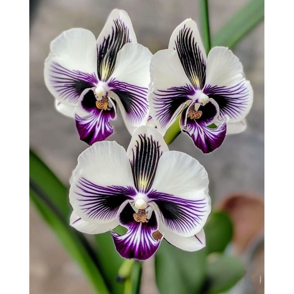 ANGGREK DENDROBIUM STRIPED PUTIH GARIS UNGU HITAM - ANGGREK WARNA LANGKA ART PATTERN