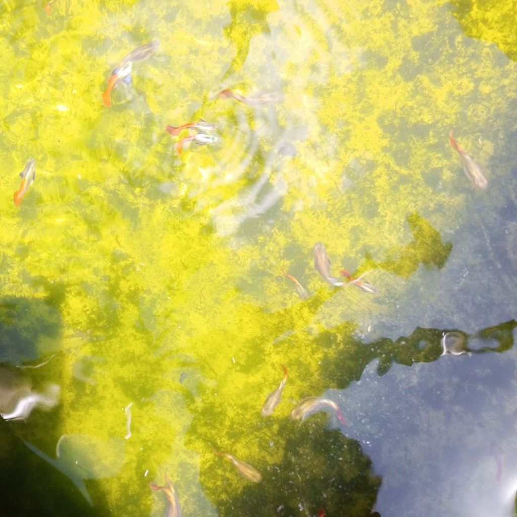 Ikan Glowfish Tetra Warna-Warni dengan Warna Menyala, Ideal untuk Akuarium Komunitas