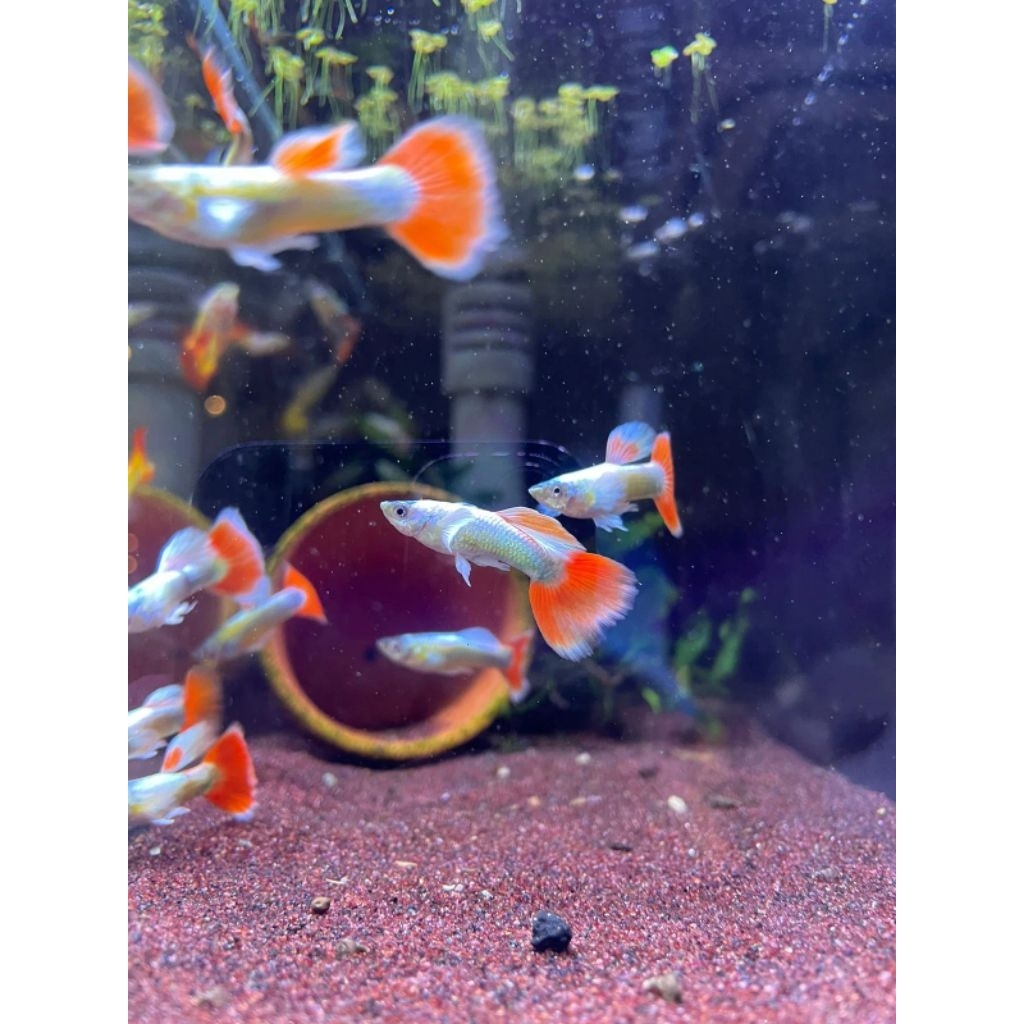 Guppy hiasan akuarium GUPPY SANTACLAUS