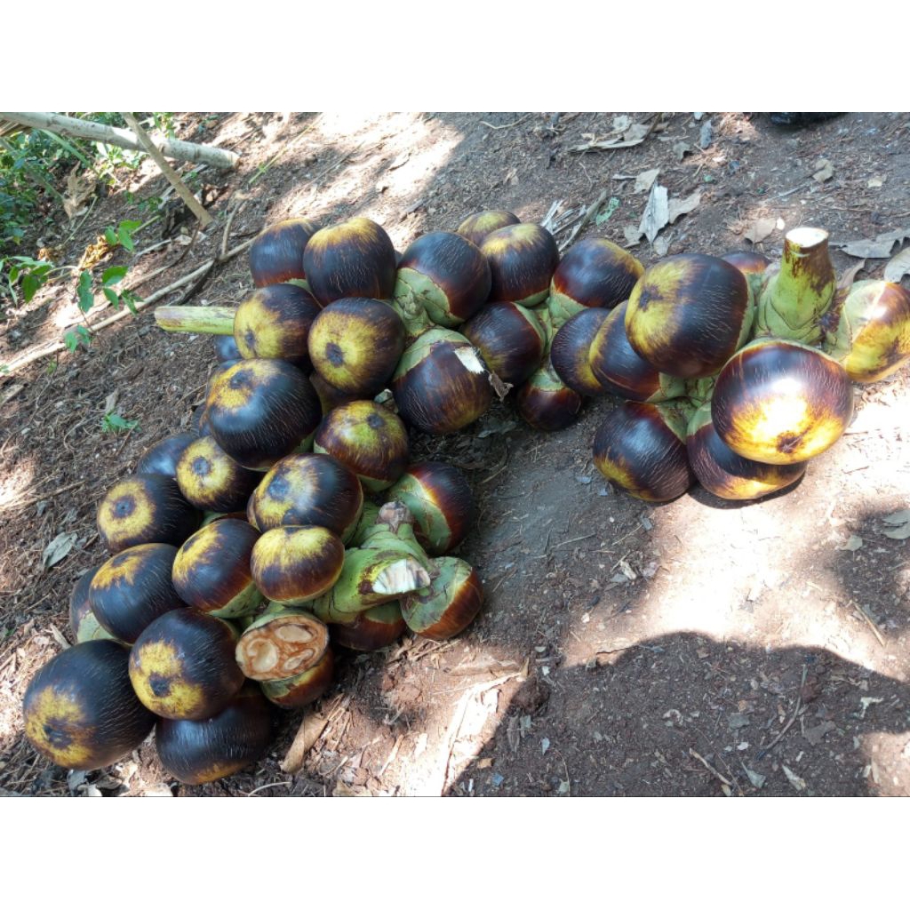 buah lontar /siwalan