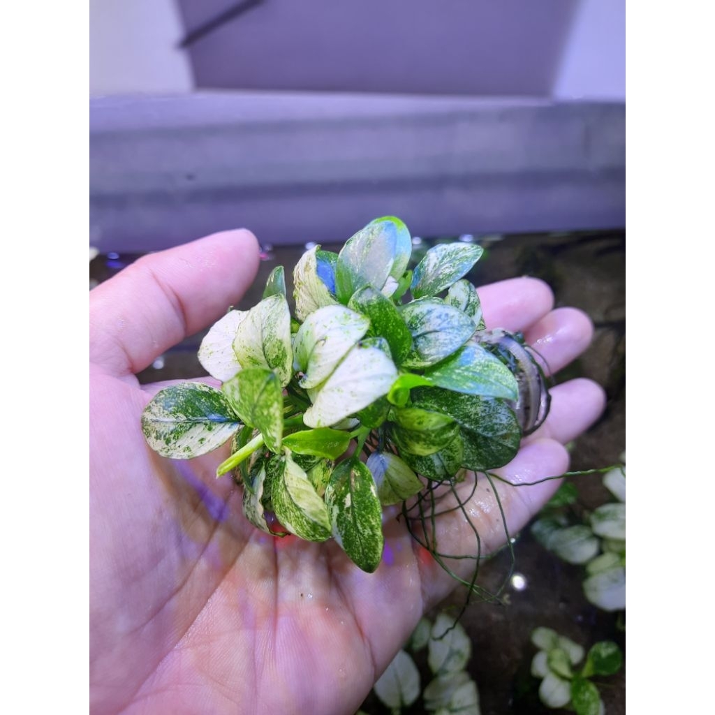 Anubias Pinto