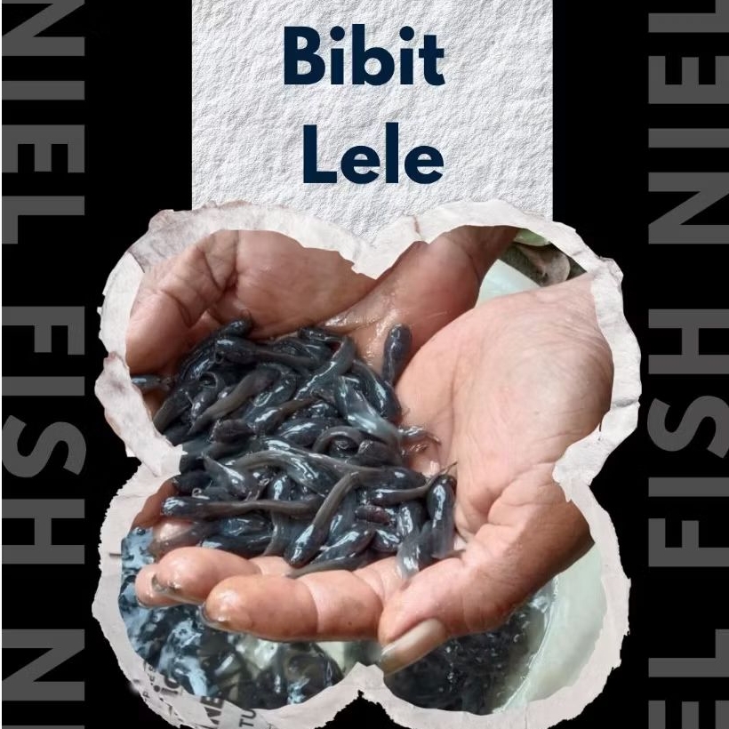 Paket hemat bibit lele 100