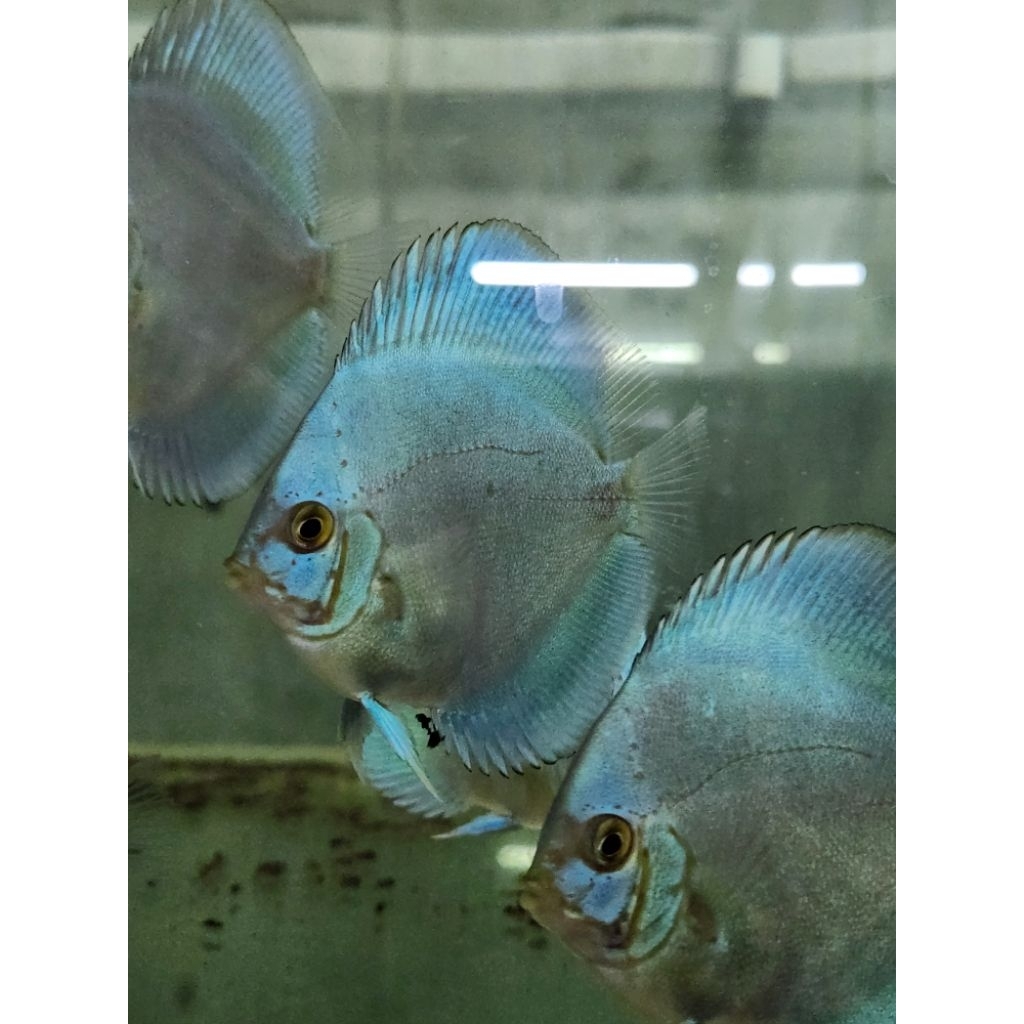 ikan discus blue diamond 2,5 inch