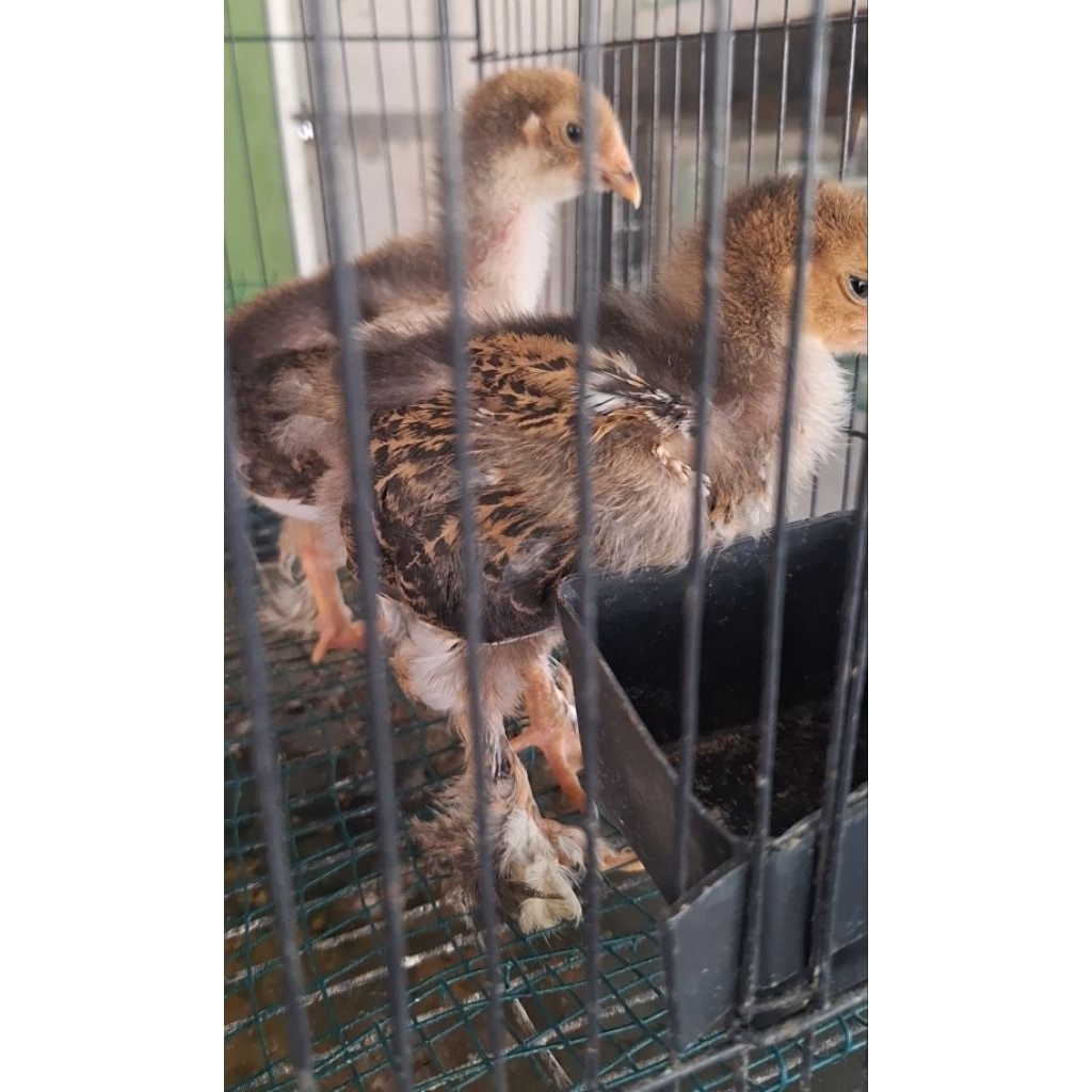 Anakan ayam brahma usia 2 bulan