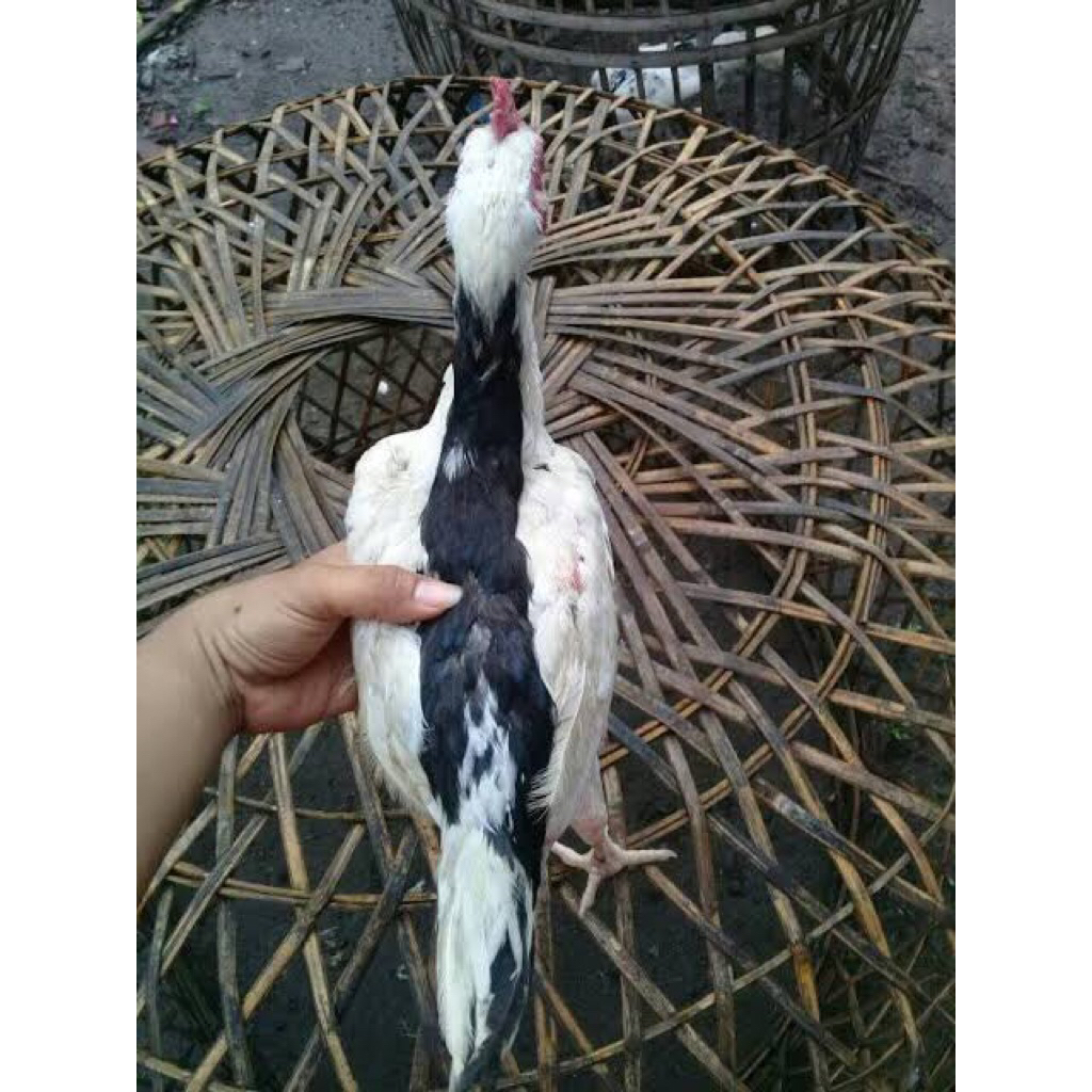 AYAM tulak ori asli pilihan