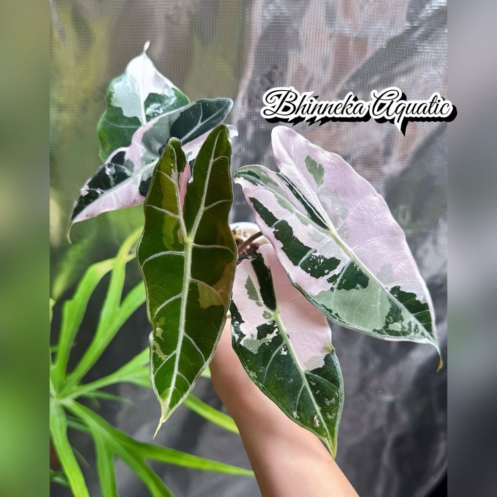 Tanaman Hias Alocasia Black Velvet Pink Allocasia Variegata Varigated Varigata Alokasia Real Pict Mu