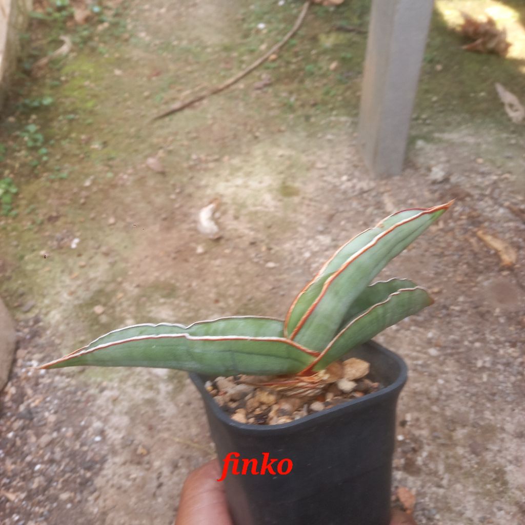 sansevieria banana short, ex. induk variegata
