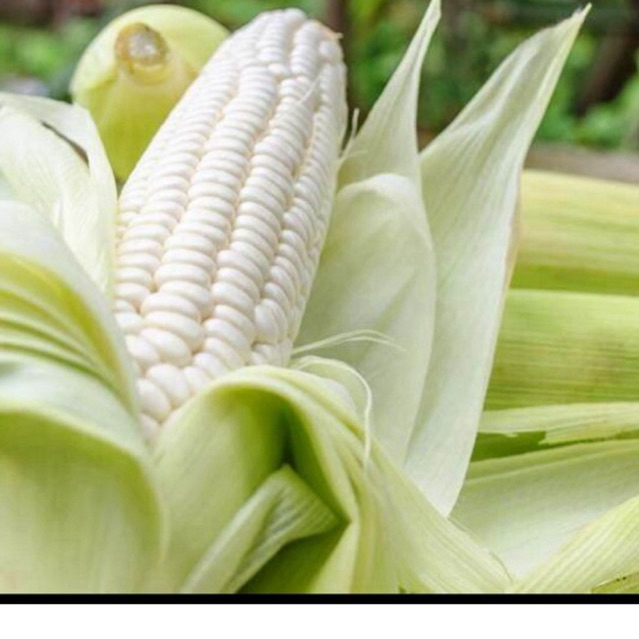 BENIH JAGUNG KETAN JAGUNG PUTIH KETAN PULEN 1 KG
