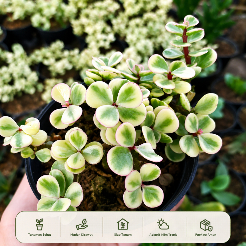 Sukulen portulacaria afra variegata