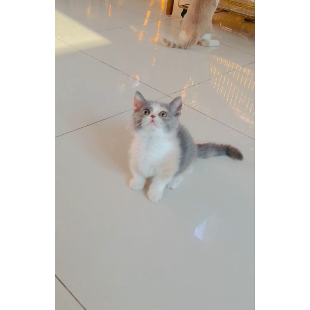BSH munchkin calico