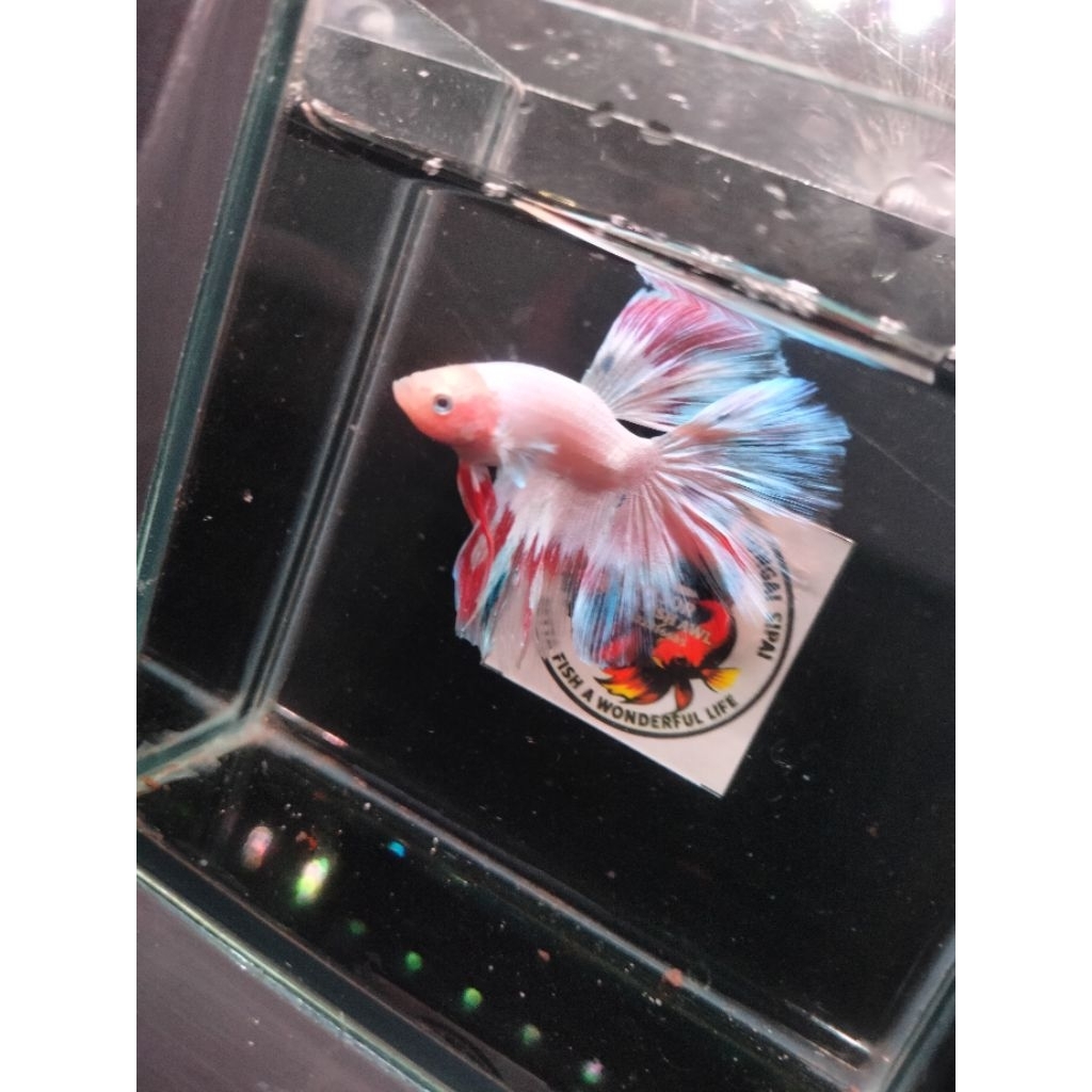 Ikan Cupang Halfmoon Pink