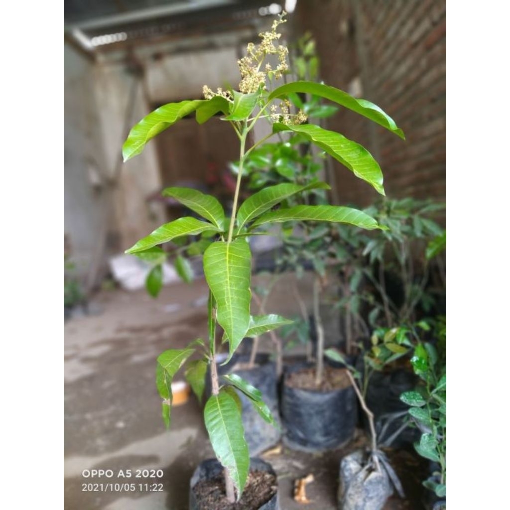 Mangga Chokanan Kondisi Sudah Berbunga