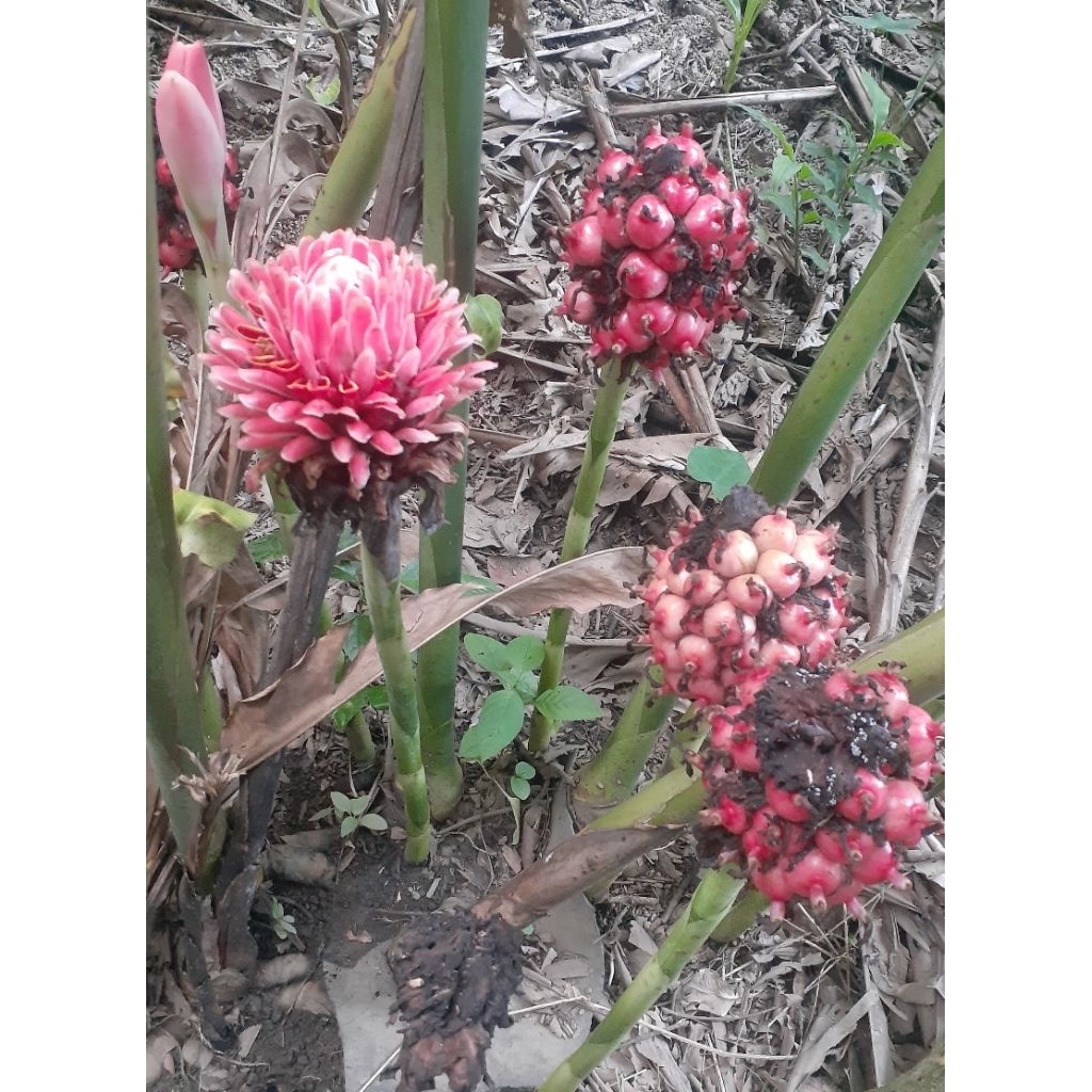 Bibit Tanaman Asam Patikala / Kecombrang