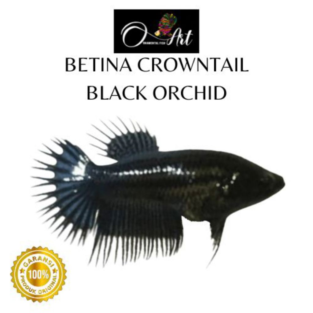 Betina CT Black Orchid Size S-M Random Hiasan Aquarium