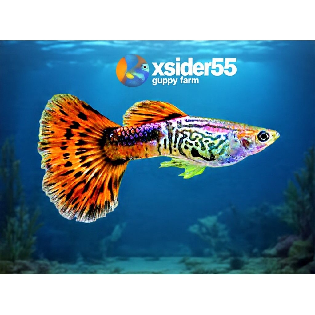 PEWANGI GUPPY SS COBRA