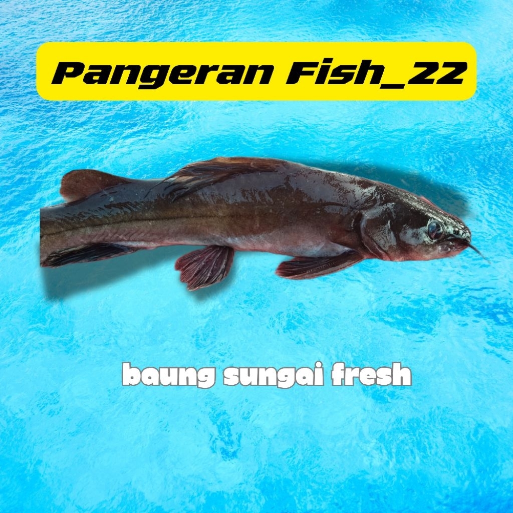 Ikan Baung Sungai Fresh - Palembang
