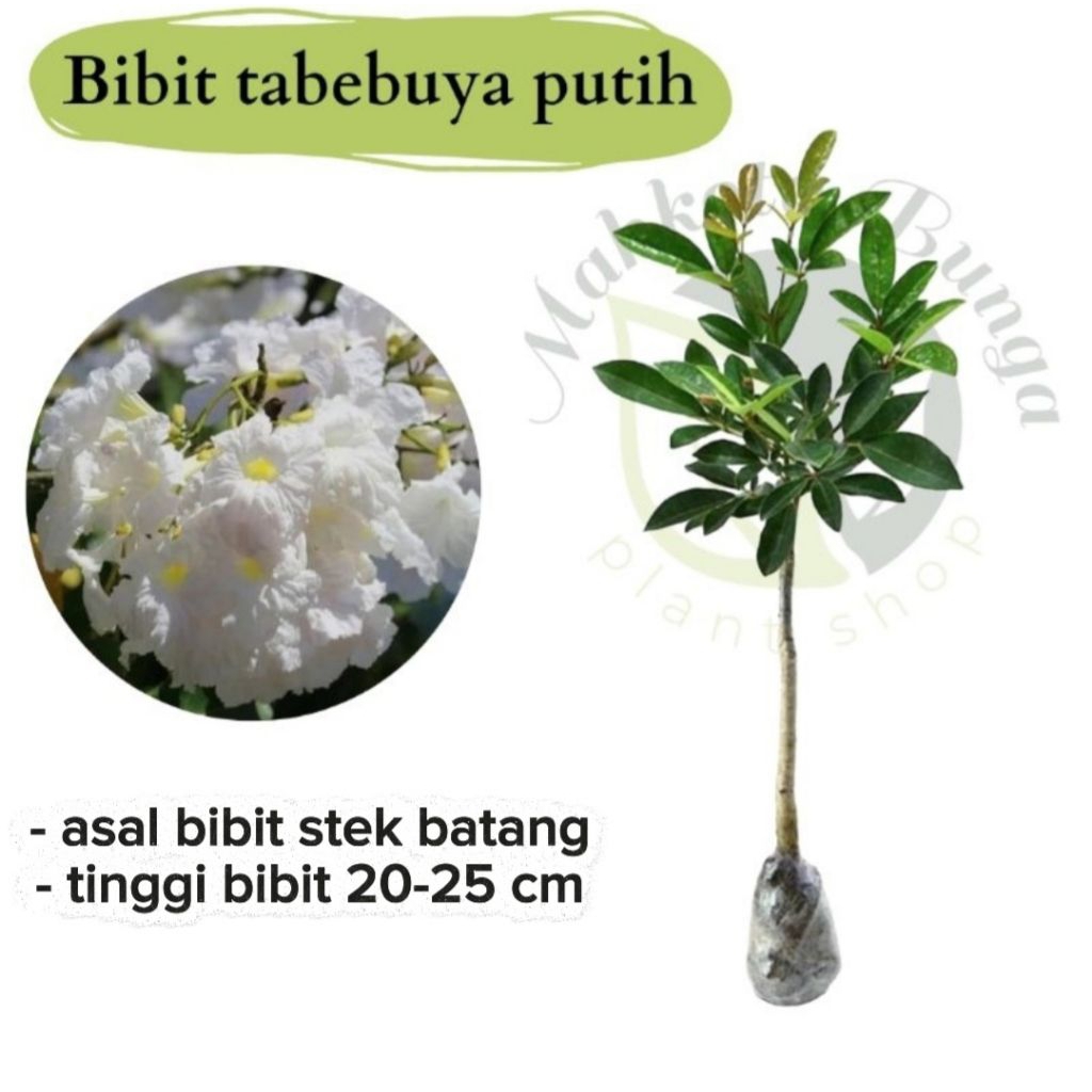 Bibit bunga tabebuya putih - tanaman hias tabebuya bunga putih
