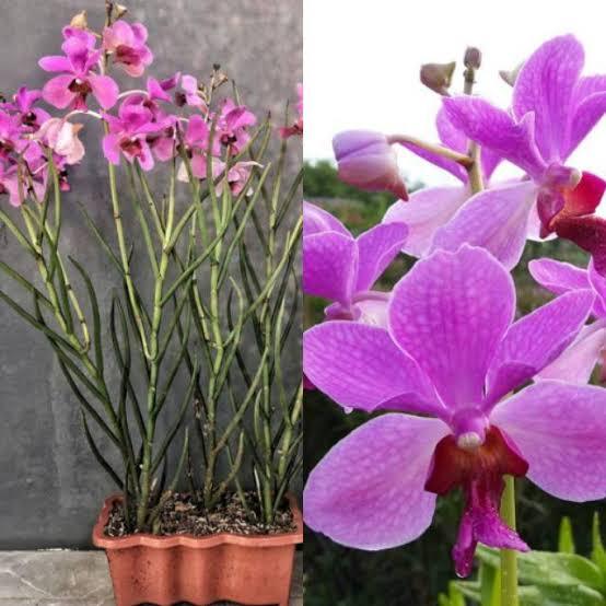 Anggrek vanda Douglass spike siap bunga || Anggrek tanah