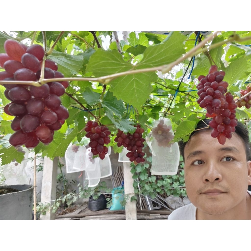 Bibit Anggur Jupiter rs Import