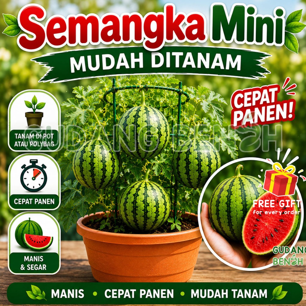 Semangka Mini Watermelon Biji Unggul Tahan Hama Isi 50 Benih, Bibit Buah Semangka