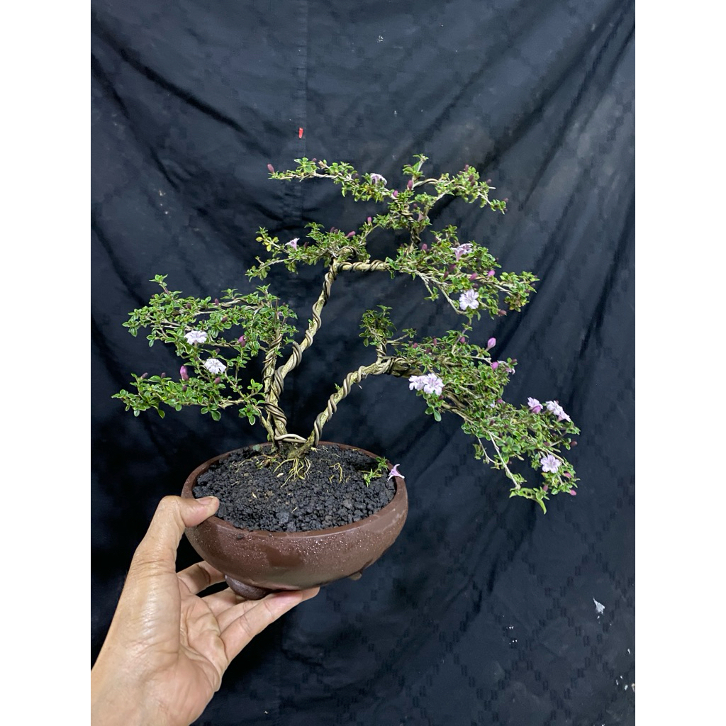 Bonsai Serissa Varigata | Bonsai Serbin Varigata