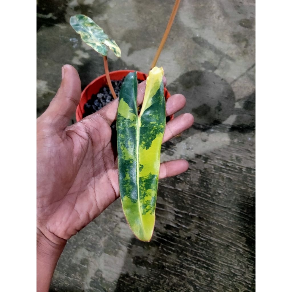 philodendron billietiae kabel busi varigata real pict