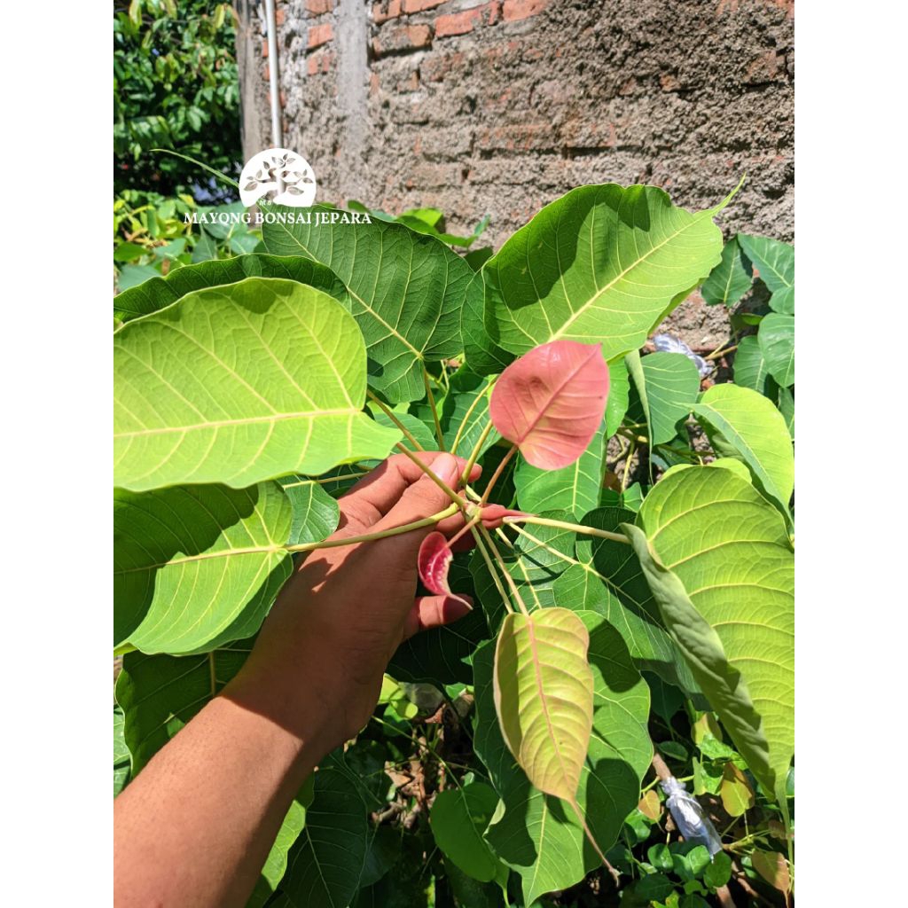 Ficus Religiosa bodhi pupus merah