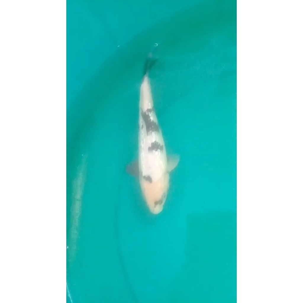 Ikan koi jenis Shiro Ginrin 27cm