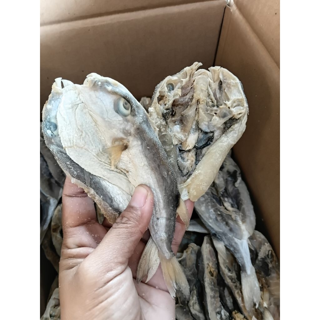 Ikan Asin Tuban Ikan Buntal laut belah asin gurih aman di konsumsi kemasan 500g 1kg COD