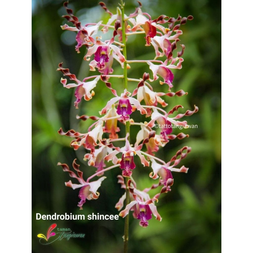 Anggrek Dendrobium Keriting Sinchee - Anggrek Dendrobium Keriting Dewasa Spike Knop Siap Berbunga