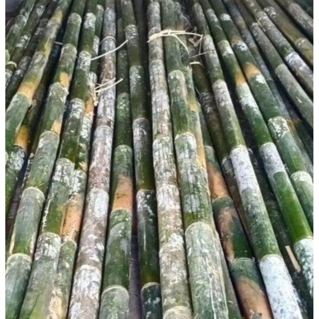 ajir tongkat bambu tongkat pramuka potongan bambu utuh