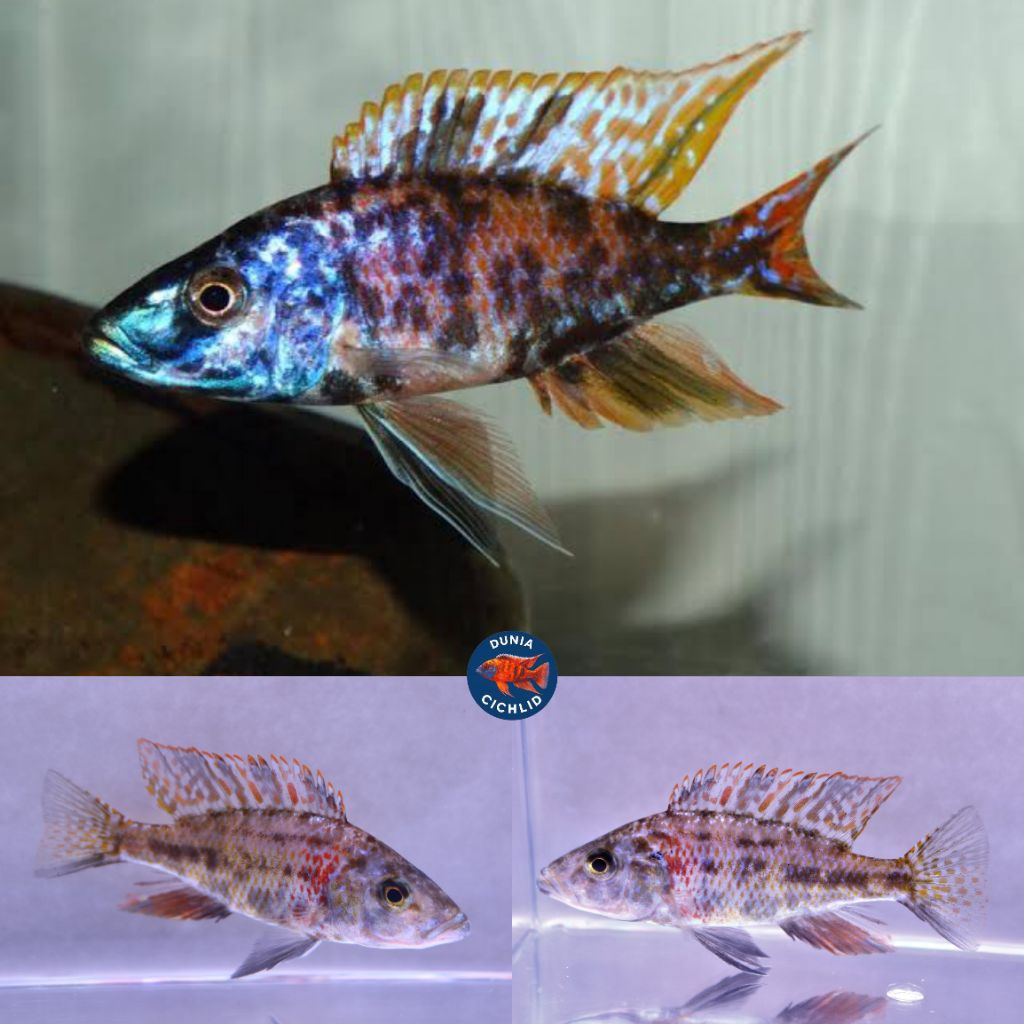 OB Jendral Cichlid