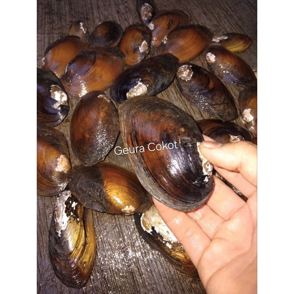 kerang air tawar sungai, kijing hidup