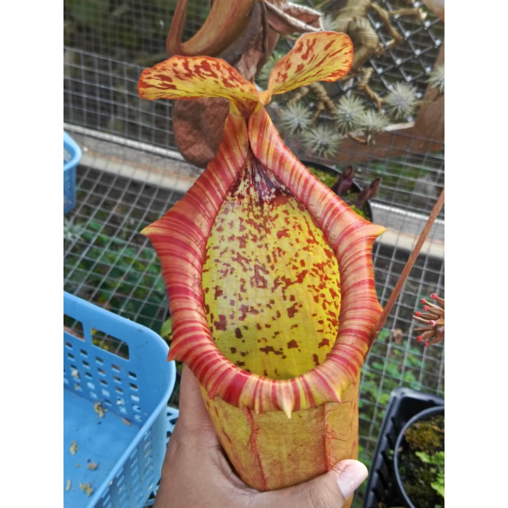nepenthes kampotiana x northiana tanaman karnivora unik tanaman pemakan serangga