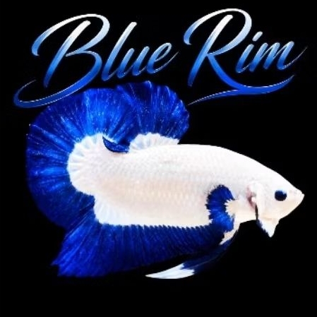 Ikan Cupang Blue rim Grade top -, Jantan, Size Besar, Hiasan Aquarium