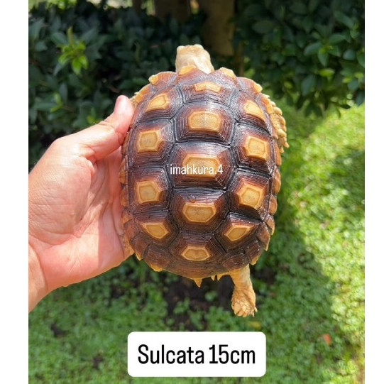 Makanan sulcata 15cm free pelet 100gr