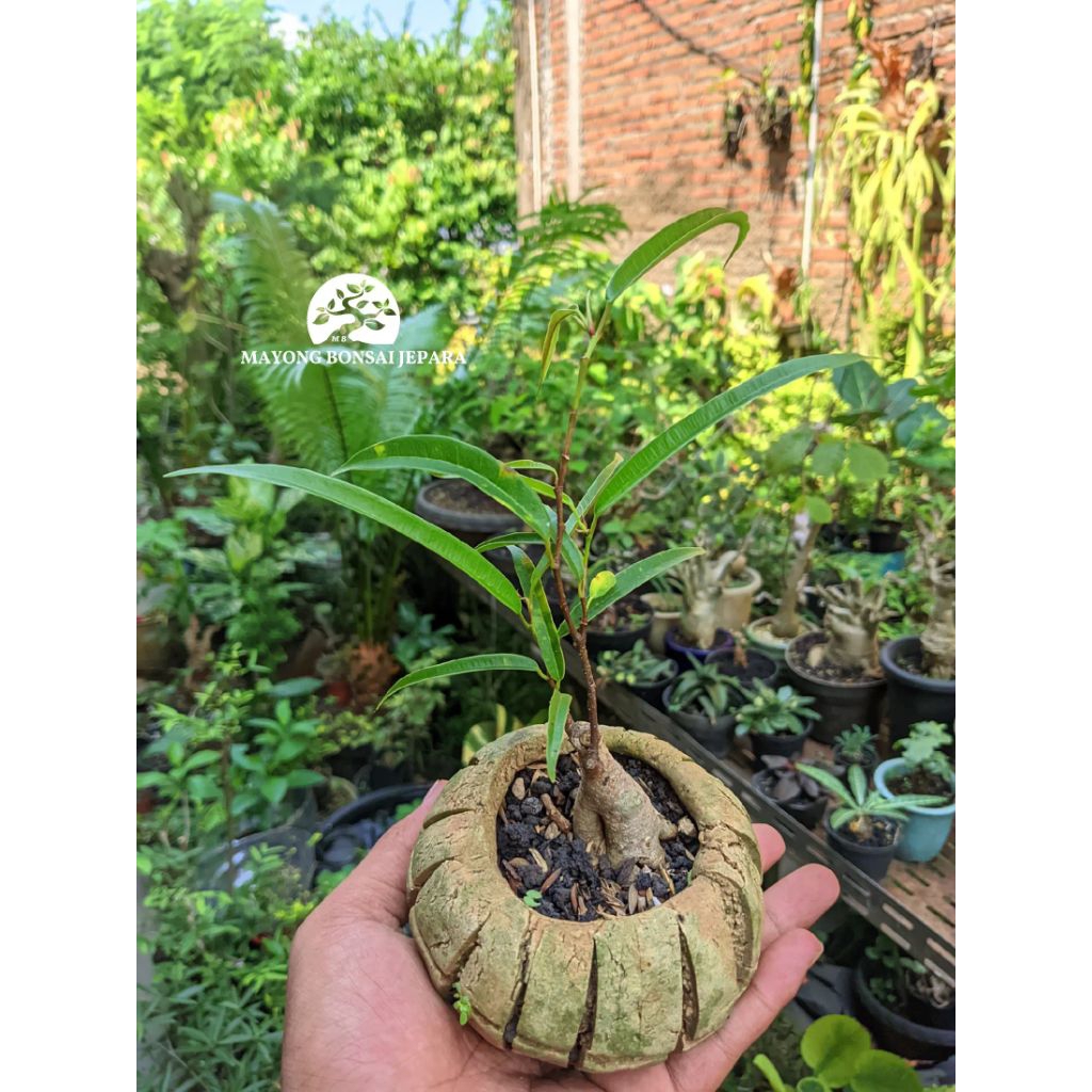 Bonsai Ficus Alii seedling Caudex plant