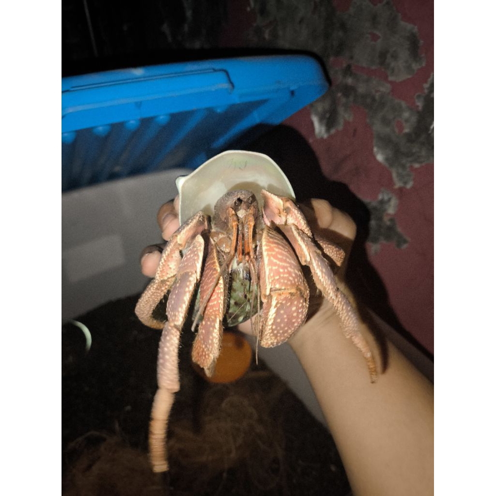 Mainan edukasi kelomang brevimanus jumbo 15,5cm
