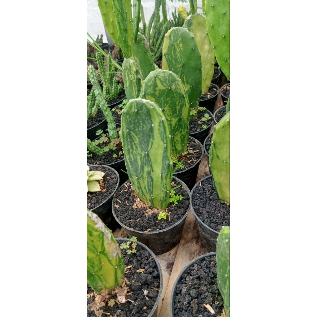 Tanaman Kaktus Centong Variegata (Opuntia cochenillifera 'Variegata')