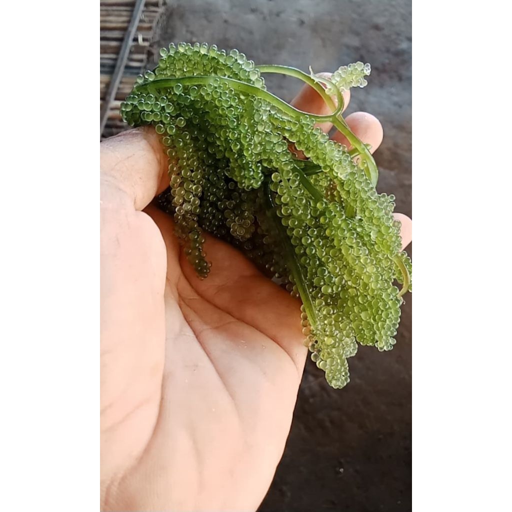 ANGGUR LAUT GREEN CAVIAR LATOH RUMPUT LAUT 200gram