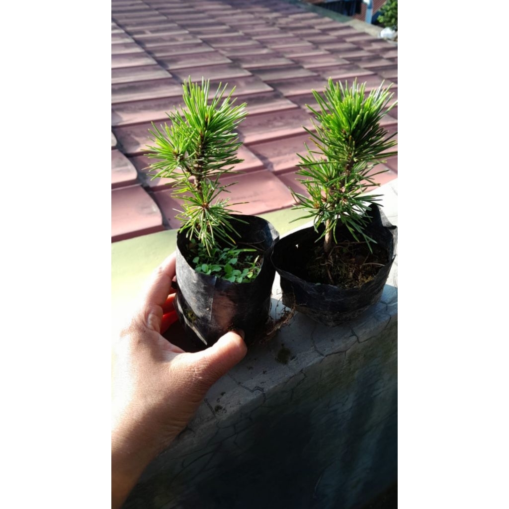Japanese Black Pine Baby/ Baby Japanese Black Pine