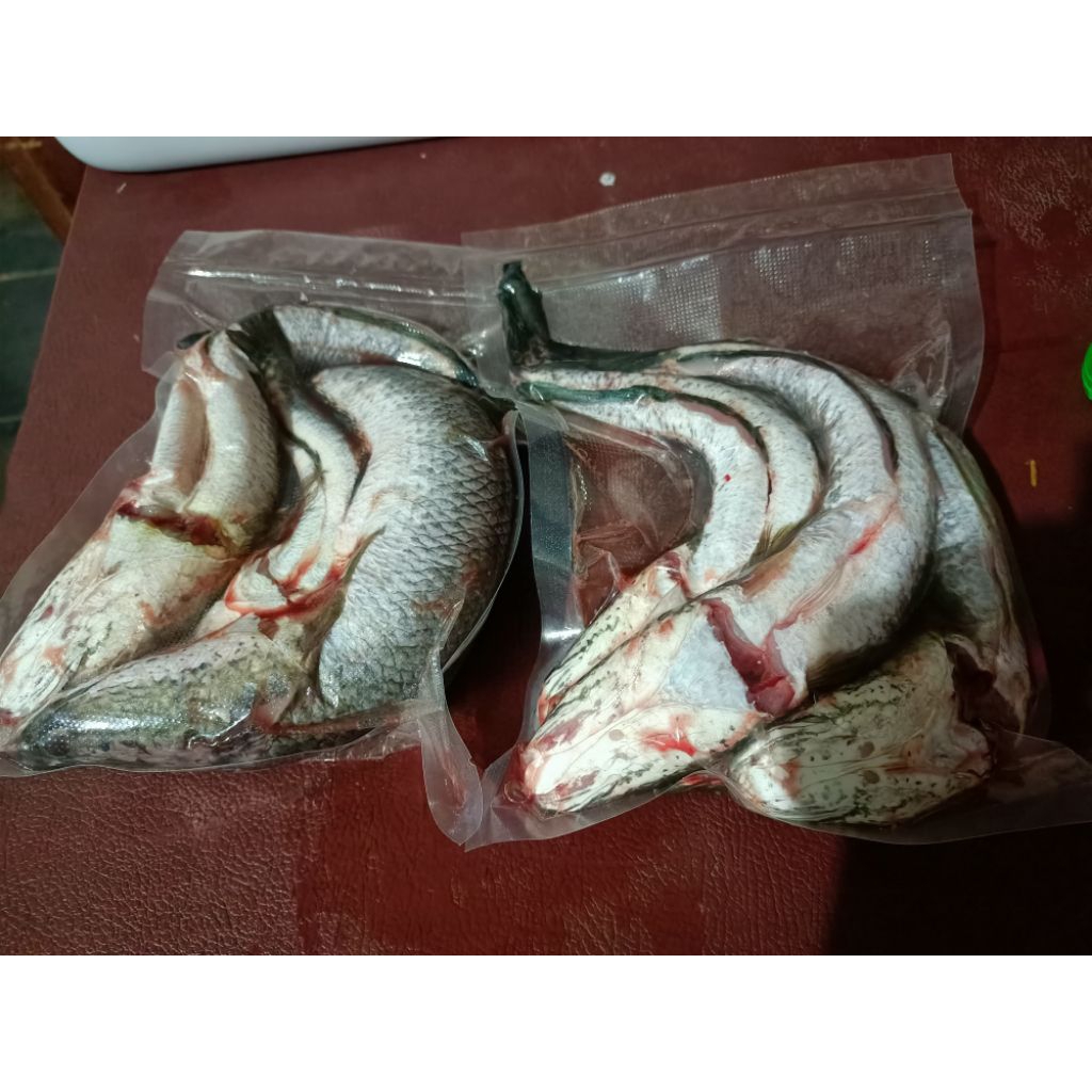 Gabus Bersih 1kg Ajibarang Ikan Bogo Ikan Gabus