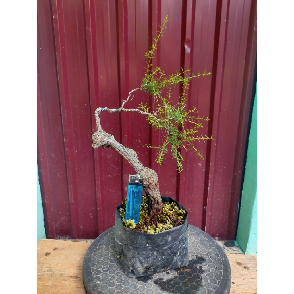 bahan bonsai cucur atap / sapu-sapu bunjin meliuk