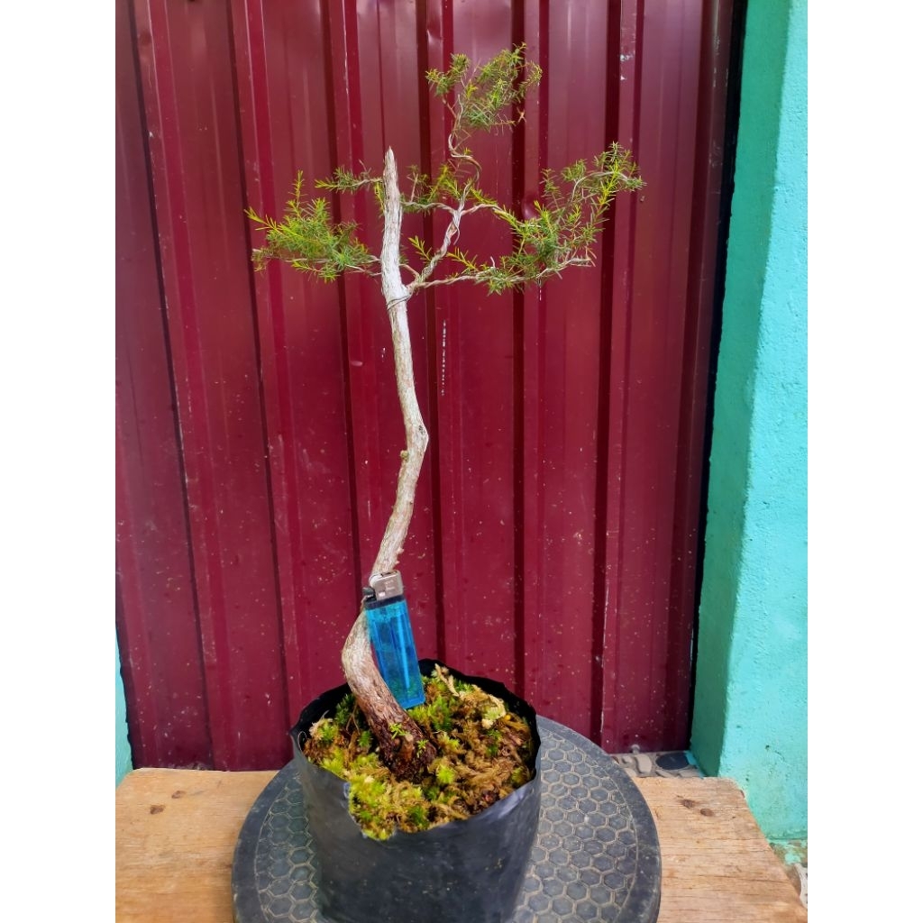 BAHAN BONSAI CUCUR ATAP SAPU-SAPU
