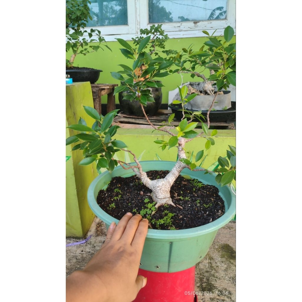 bonsai Beringin kimeng prokar
