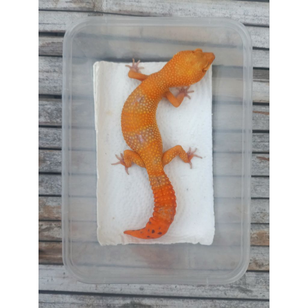MAINAN GECKO SUNGLOW ADULT SESUAI FOTO