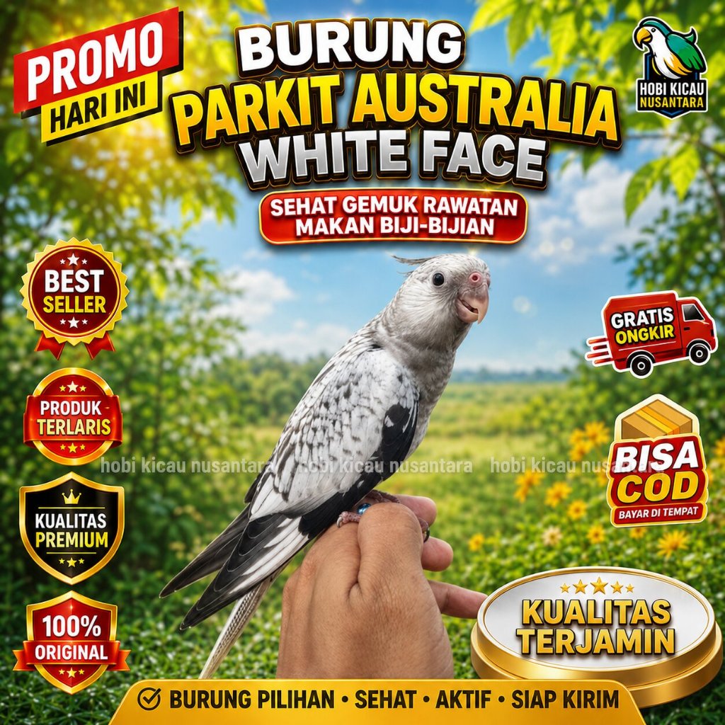 Burung Cockatiel Falk Parkit Australia Warna White Face WF Koang kicau zaini canary