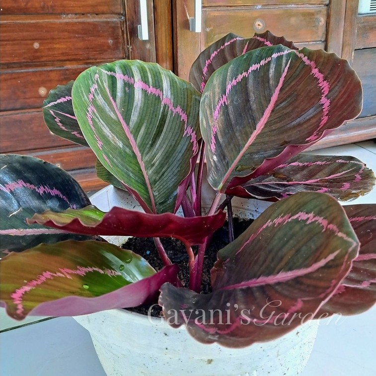 Calathea Black Lipstik Ukuran Dewasa Siap Pajang