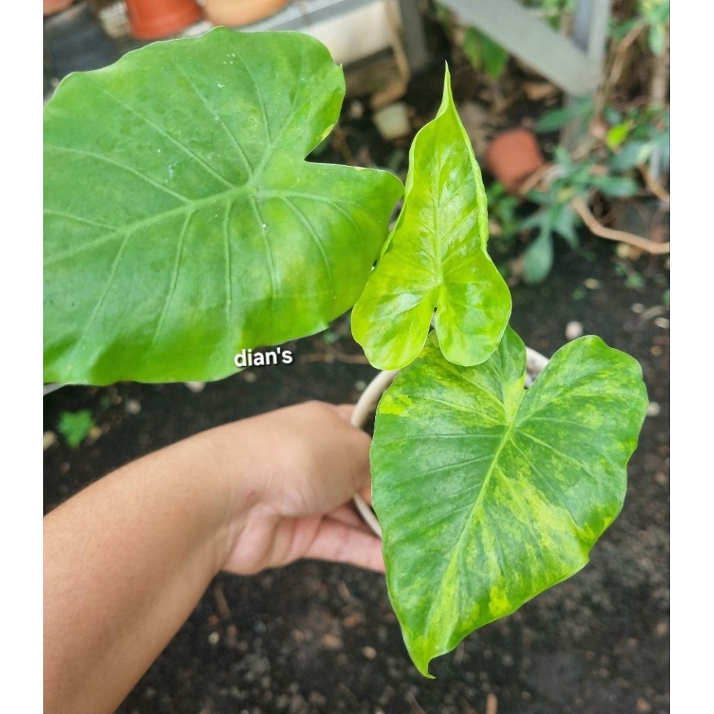 tanaman hias alocasia gageana variegata