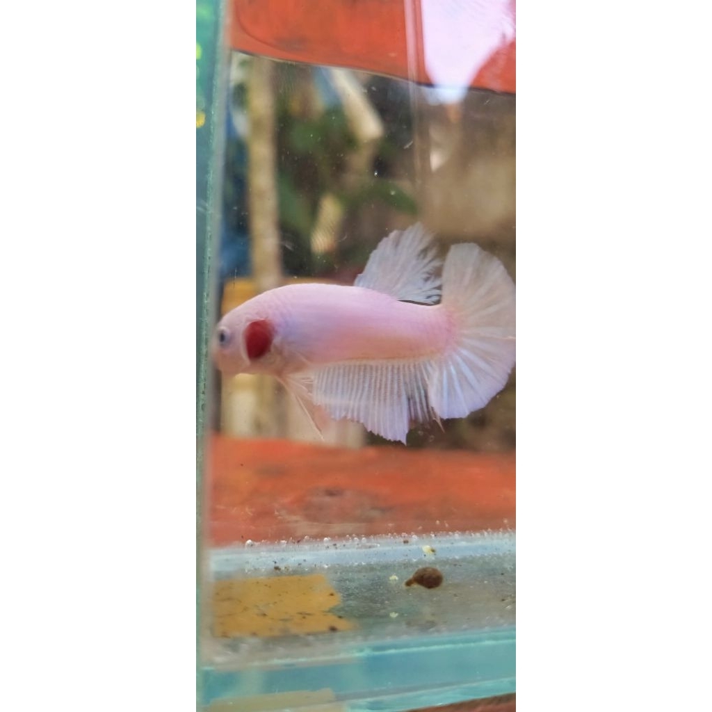 mix 2 pcs ikan cupang jantan (besgelan/cello) multi,blue rim,fccp,multikoi,hm,flamingo ikan cupang B